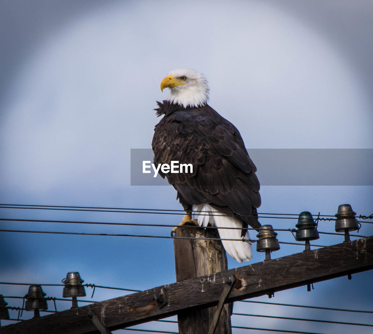 Low angle view of bald eagle perching on electricity pylon against sky