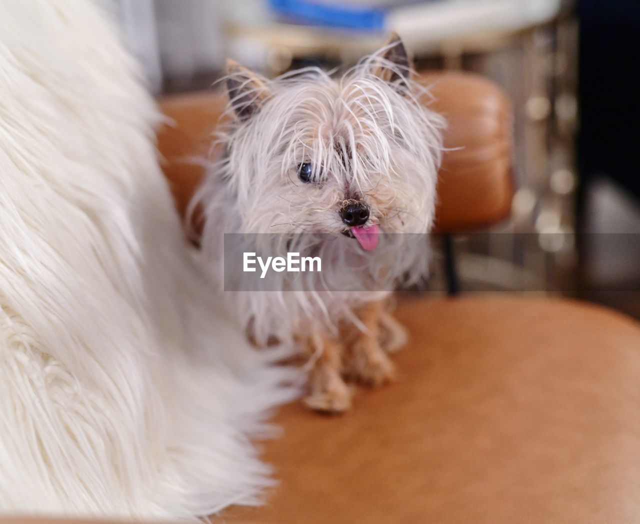 Close-up of small pet yorkie at home