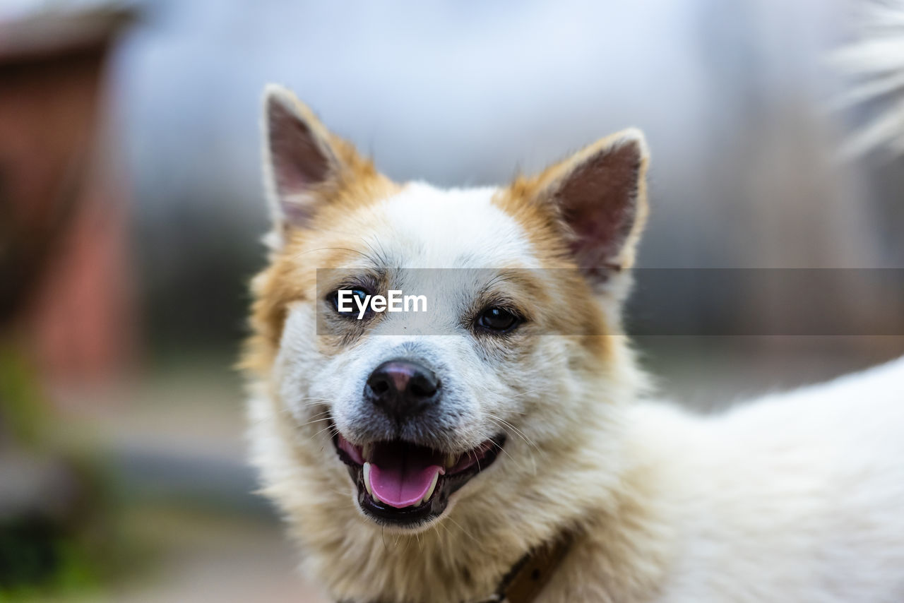 animal themes, one animal, animal, mammal, pet, dog, domestic animals, canine, portrait, animal body part, looking at camera, focus on foreground, facial expression, no people, close-up, puppy, sticking out tongue, cute, norwegian lundehund, day, outdoors, animal hair, animal head