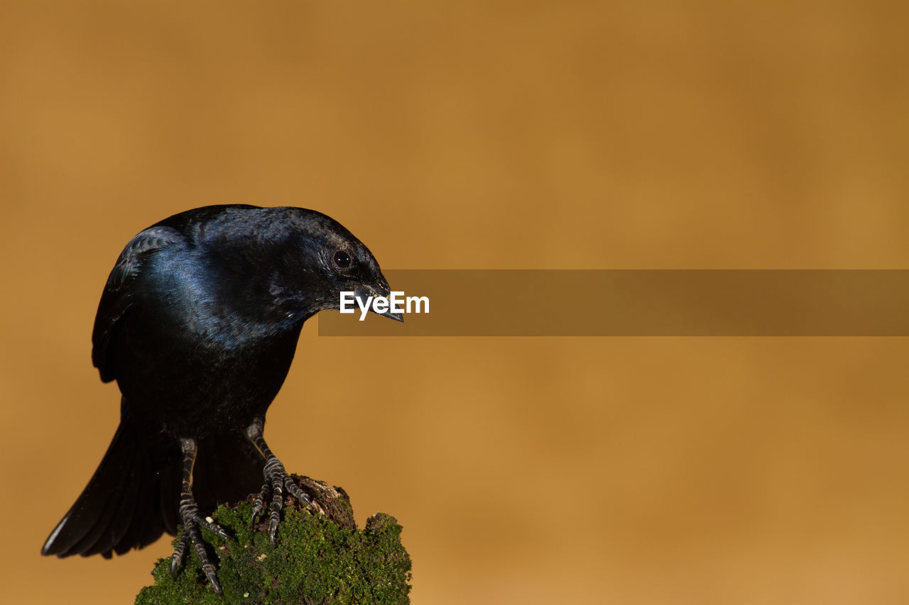 CLOSE-UP OF A BIRD PERCHING ON A ORANGE