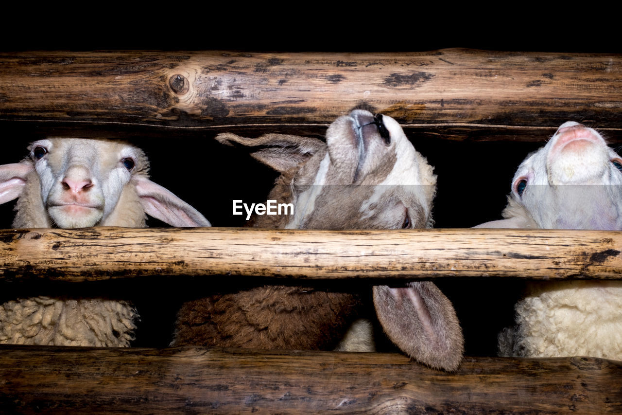 Close-up of sheep by wooded fence