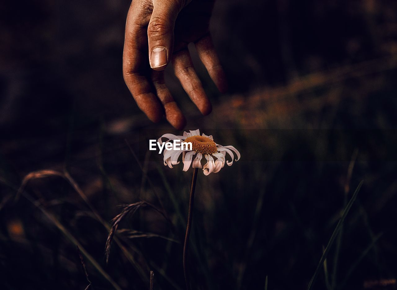 Cropped hand of woman reaching daisy on field