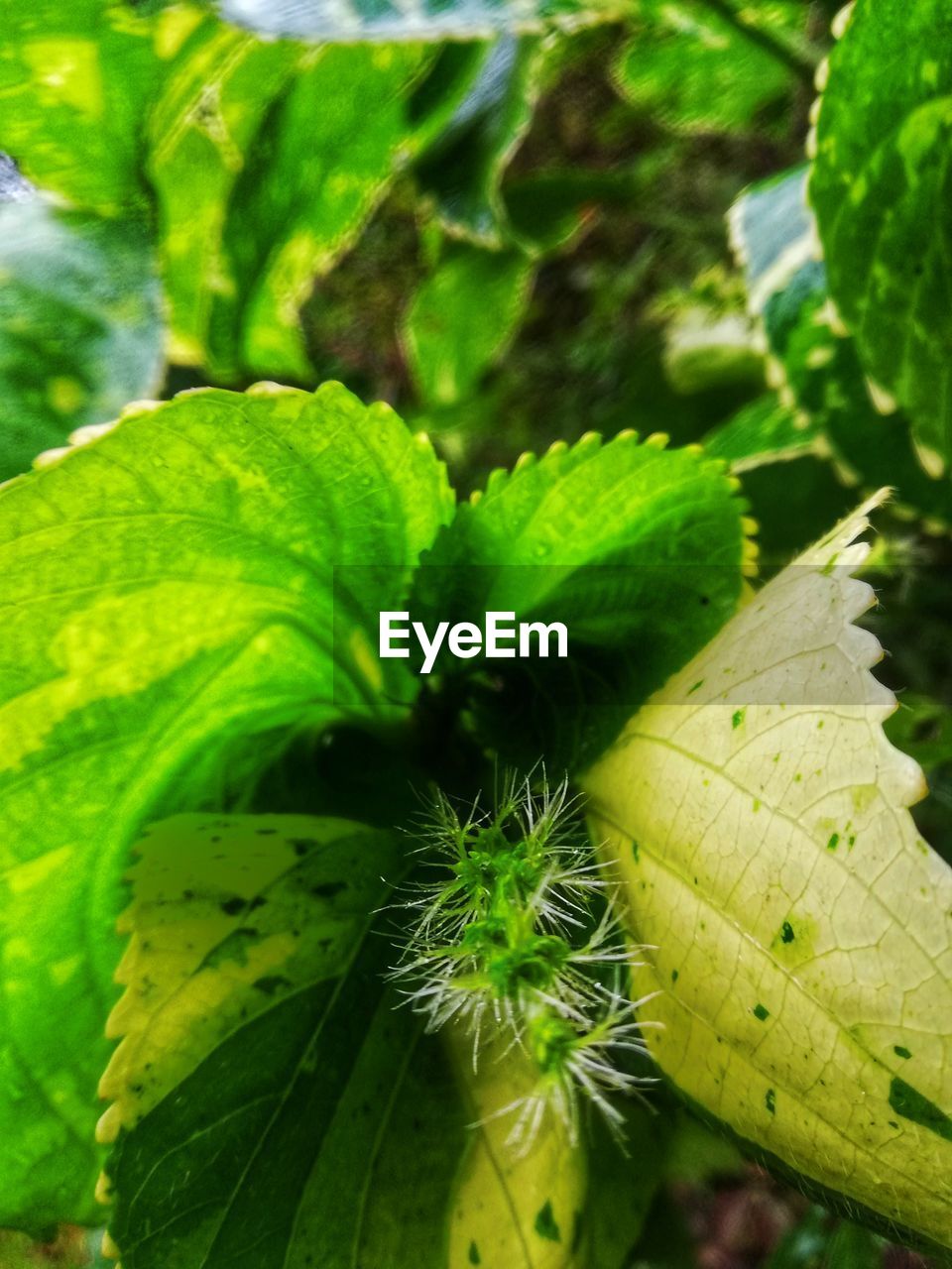 FULL FRAME SHOT OF FRESH GREEN LEAF