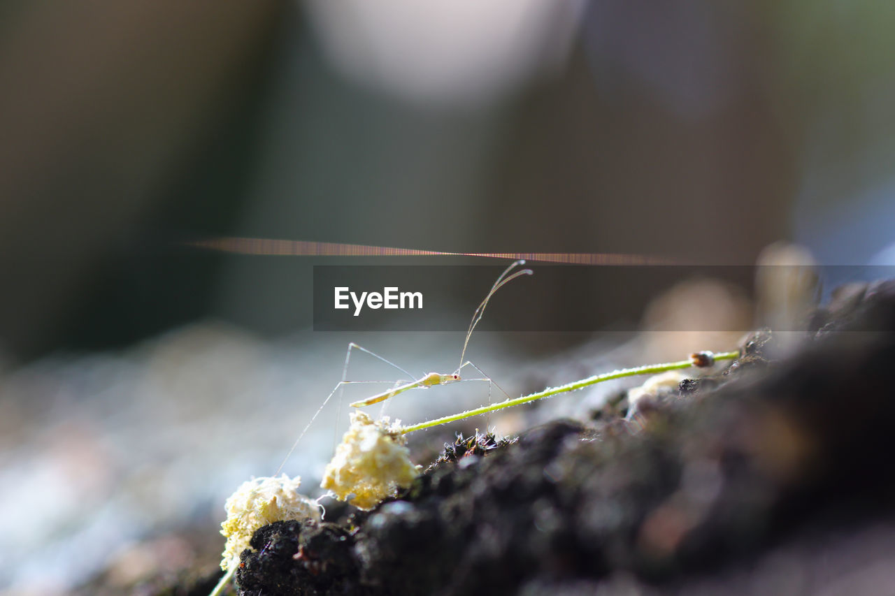 macro photography, close-up, selective focus, nature, animal themes, animal, animal wildlife, leaf, insect, no people, wildlife, one animal, day, outdoors, yellow, plant, green, macro