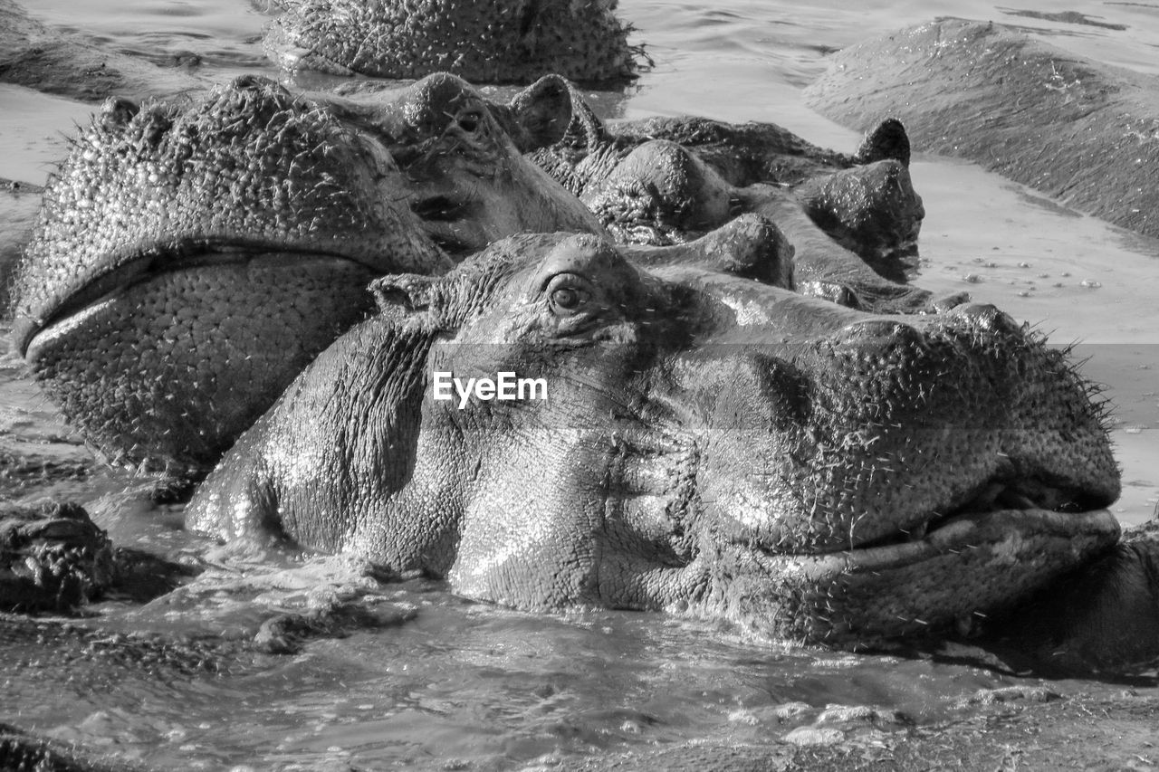 Close-up of hippopotamuses in lake