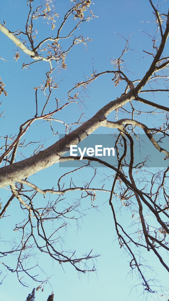 Low angle view of bare tree against clear sky