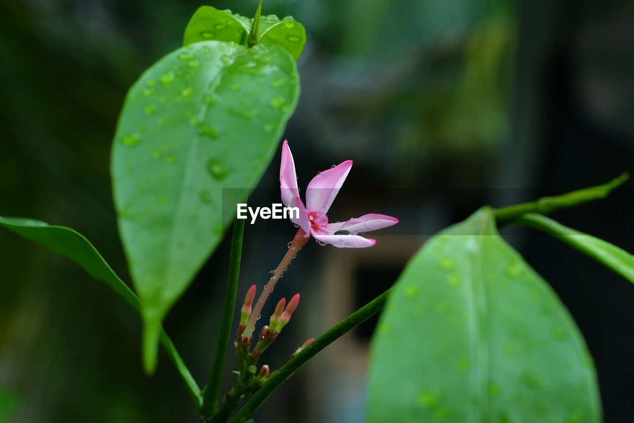 Close-up of pink flowering plant