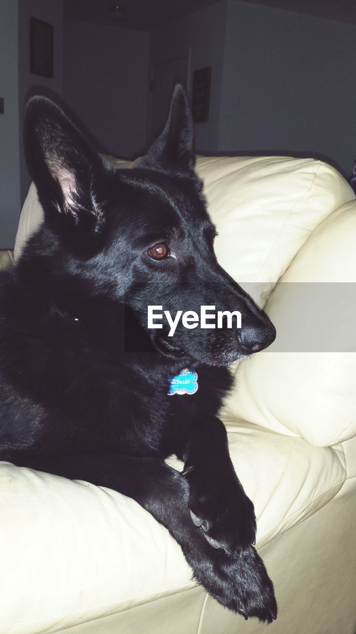 Close-up of black german shepherd sitting on sofa