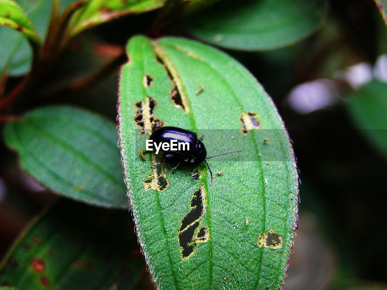 CLOSE-UP OF INSECT ON GREEN LEAF