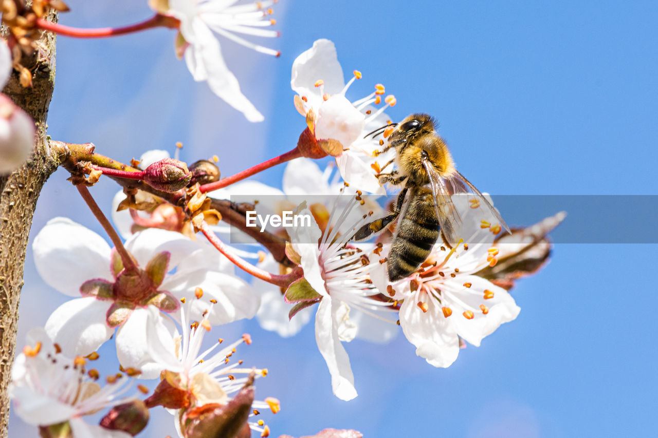 Close-up of bee on white flower