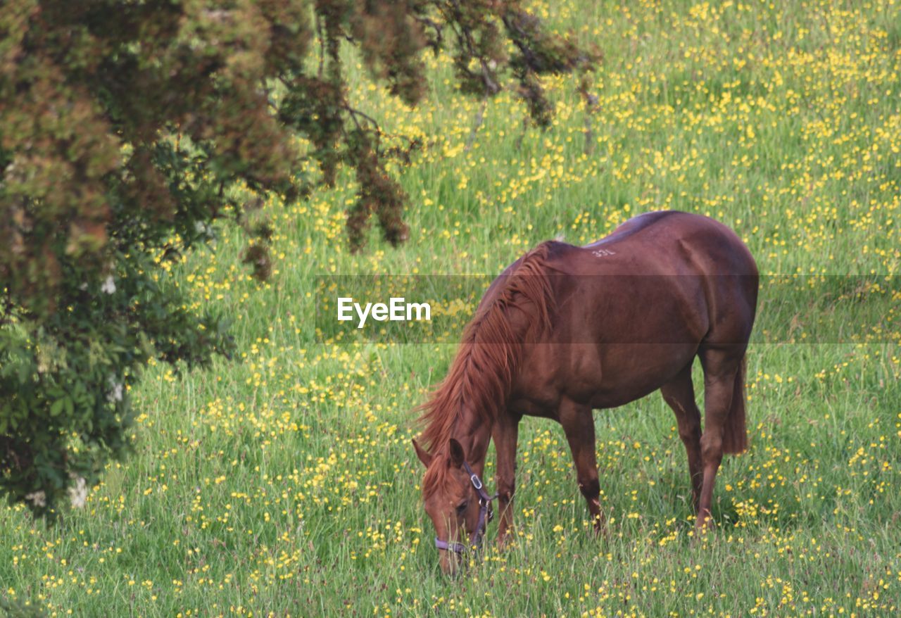 HORSE GRAZING