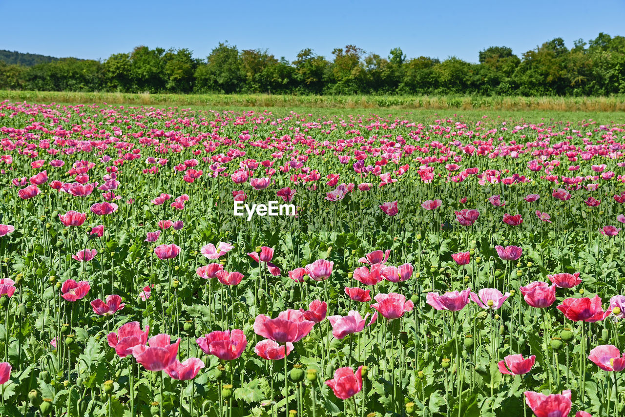 View of pink flowers growing in field