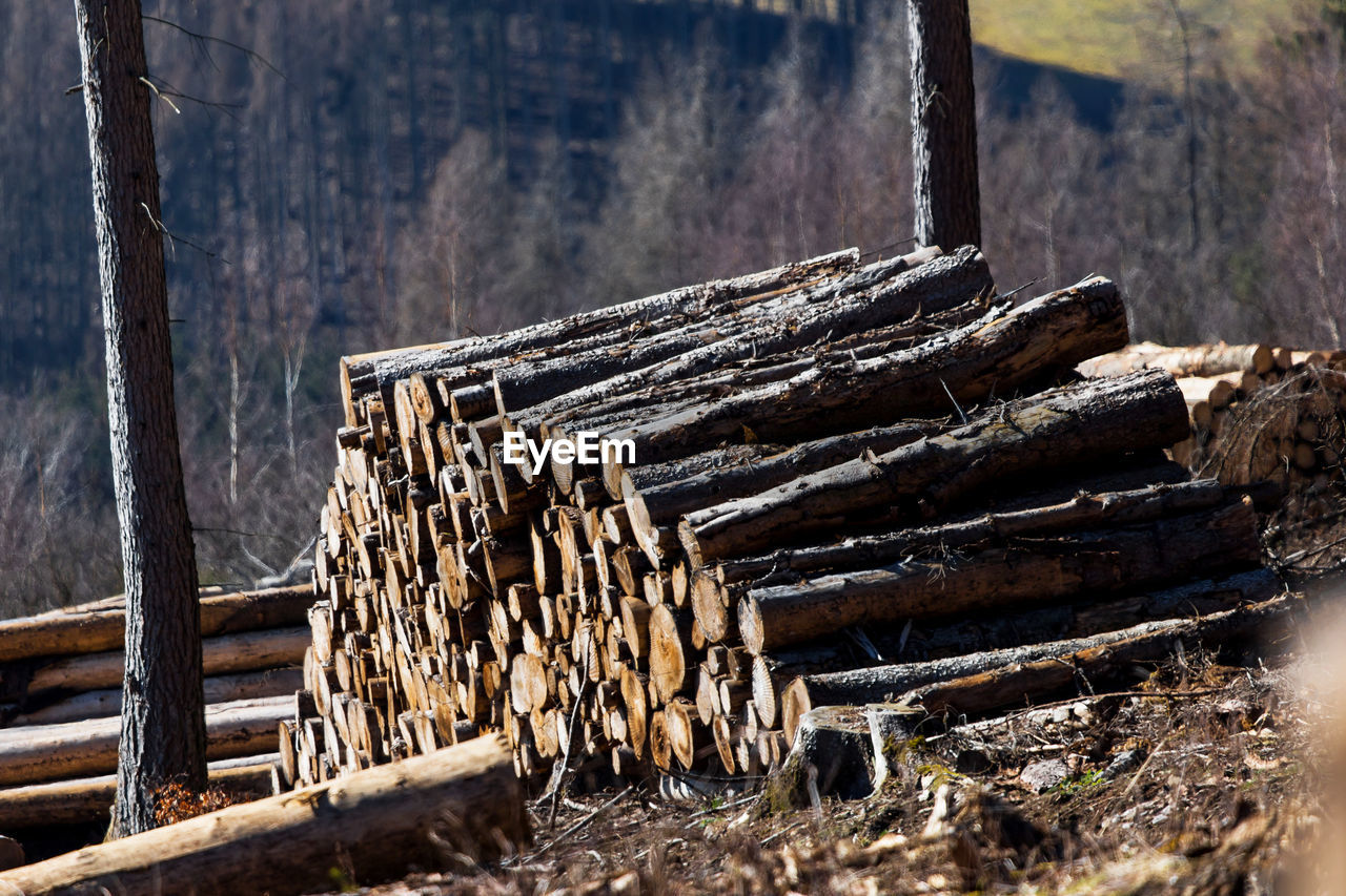 STACK OF LOG IN FOREST