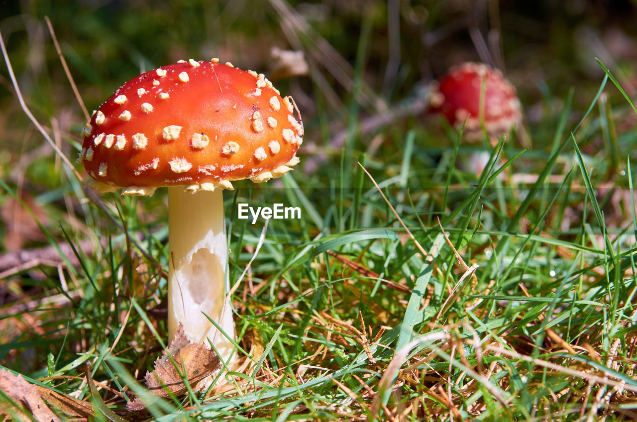 Close-up of fly agaric mushroom on field