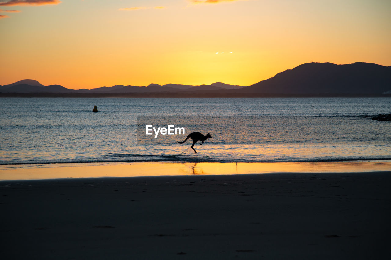 Silhouette kangaroo jumping on beach against sky during sunset