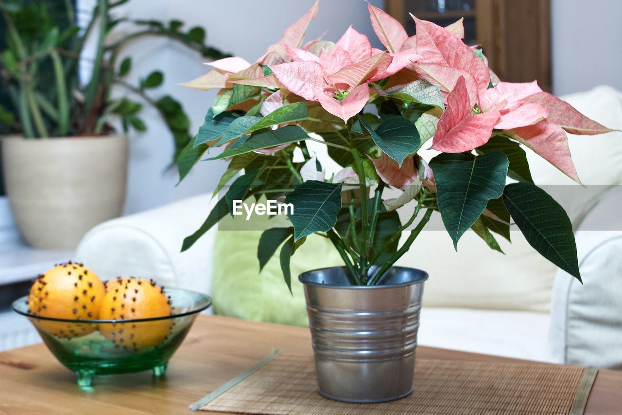 CLOSE-UP OF POTTED PLANT ON TABLE WITH POT