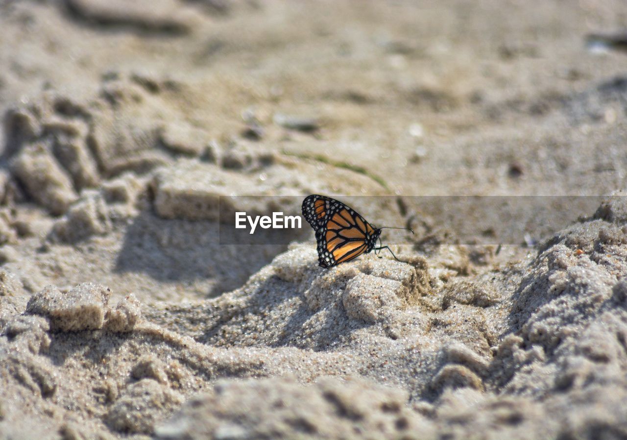 Close-up of butterfly on sand