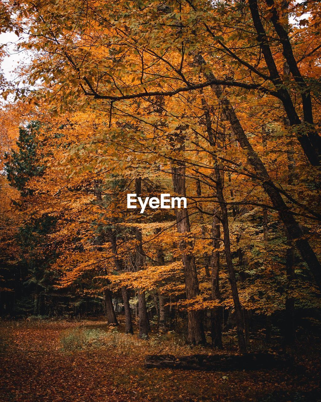 TREES AND PLANTS IN AUTUMN