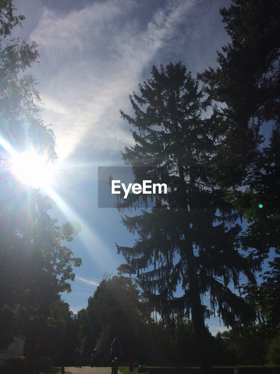 LOW ANGLE VIEW OF TREE AGAINST SKY