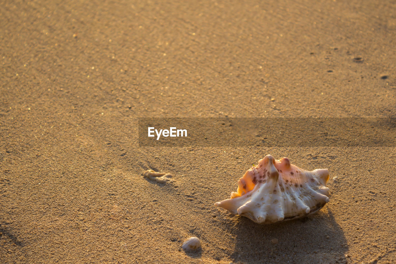 High angle view of seashell on sand at beach