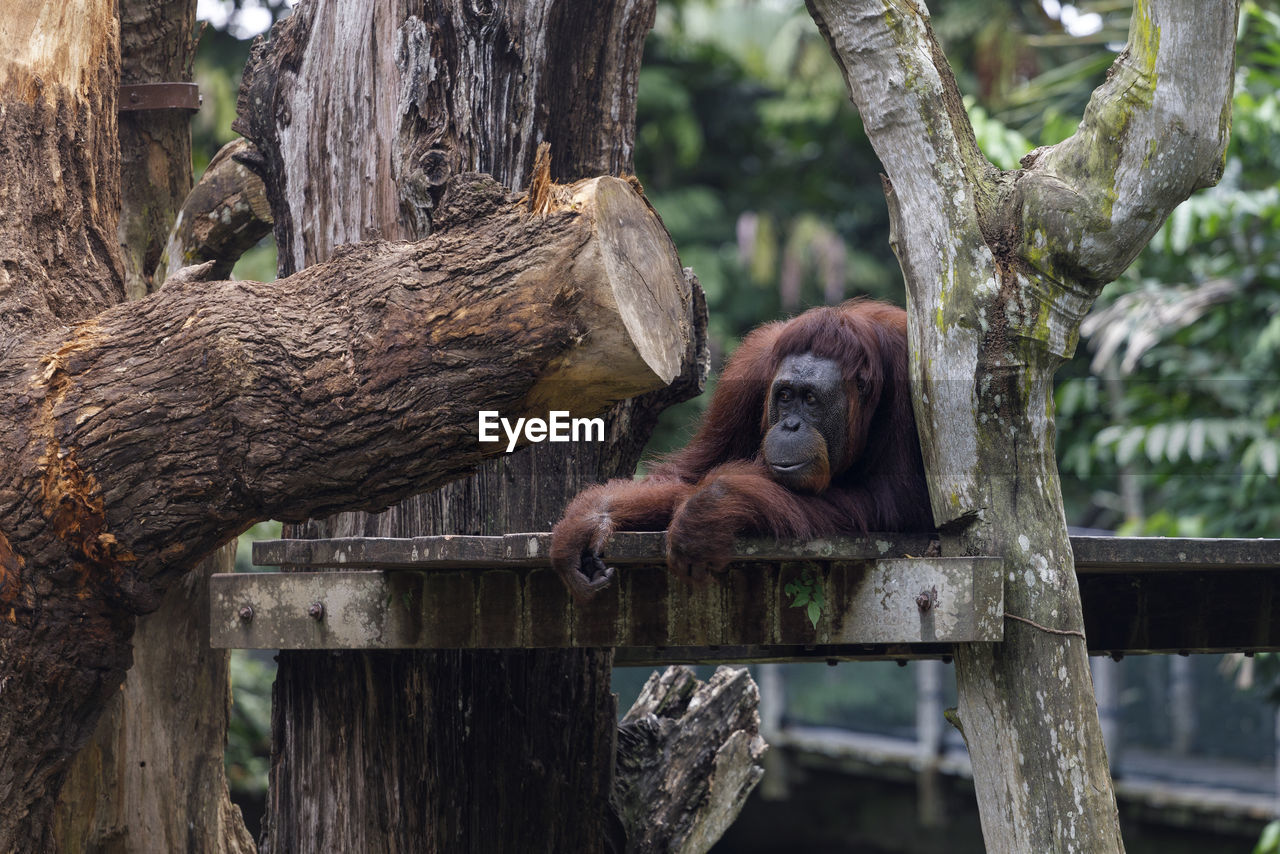 Close up view of sad and boring orang-utan in the zoo, singapore