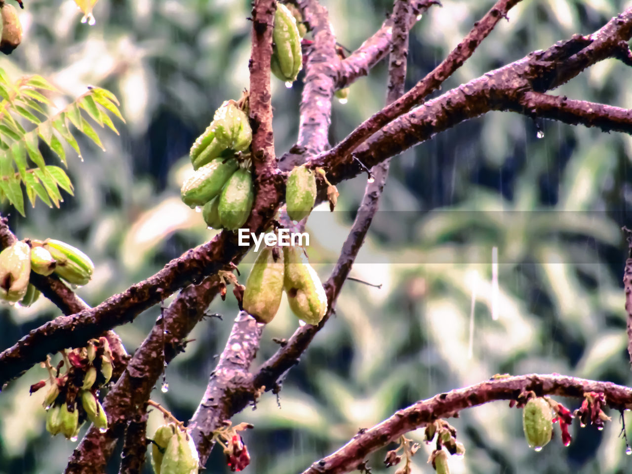 CLOSE-UP OF PLANT