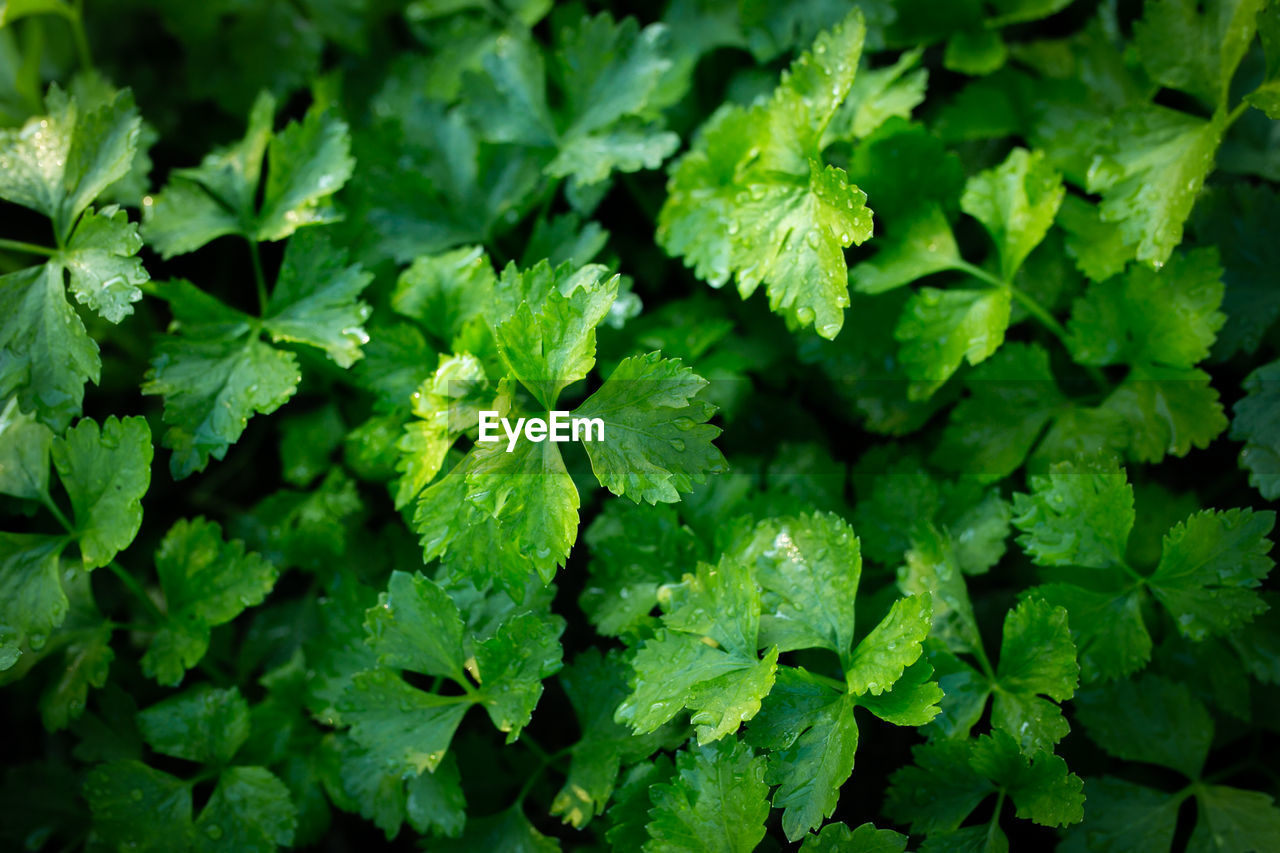 green, leaf, plant part, food and drink, plant, food, freshness, nature, vegetable, growth, healthy eating, herb, backgrounds, flower, produce, no people, beauty in nature, full frame, leaf vegetable, field, agriculture, coriander, land, close-up, wellbeing, outdoors, parsley, day, garden, farm, shadow, summer, botany, sunlight, environmental conservation, pattern, social issues, medicine, crop, high angle view