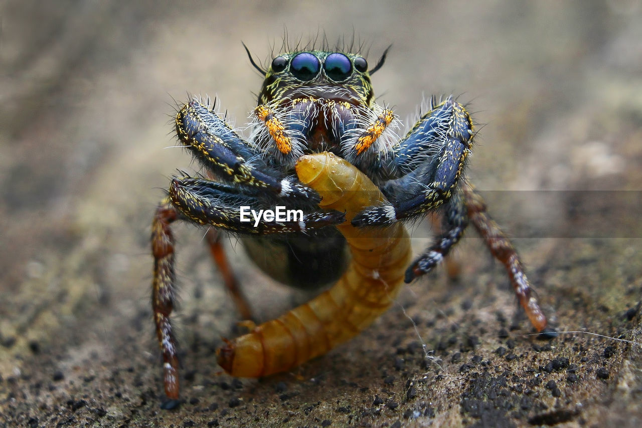 CLOSE-UP OF SPIDER IN THE ANIMAL