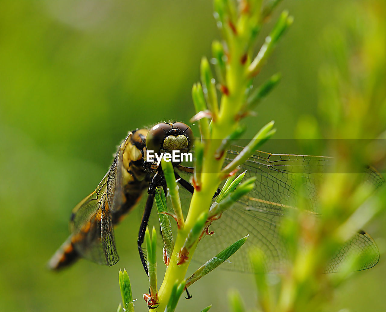 Macro shot of yellow dragonfly on plant