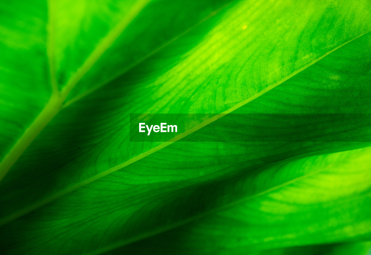 Full frame shot of pattern on the green leaf