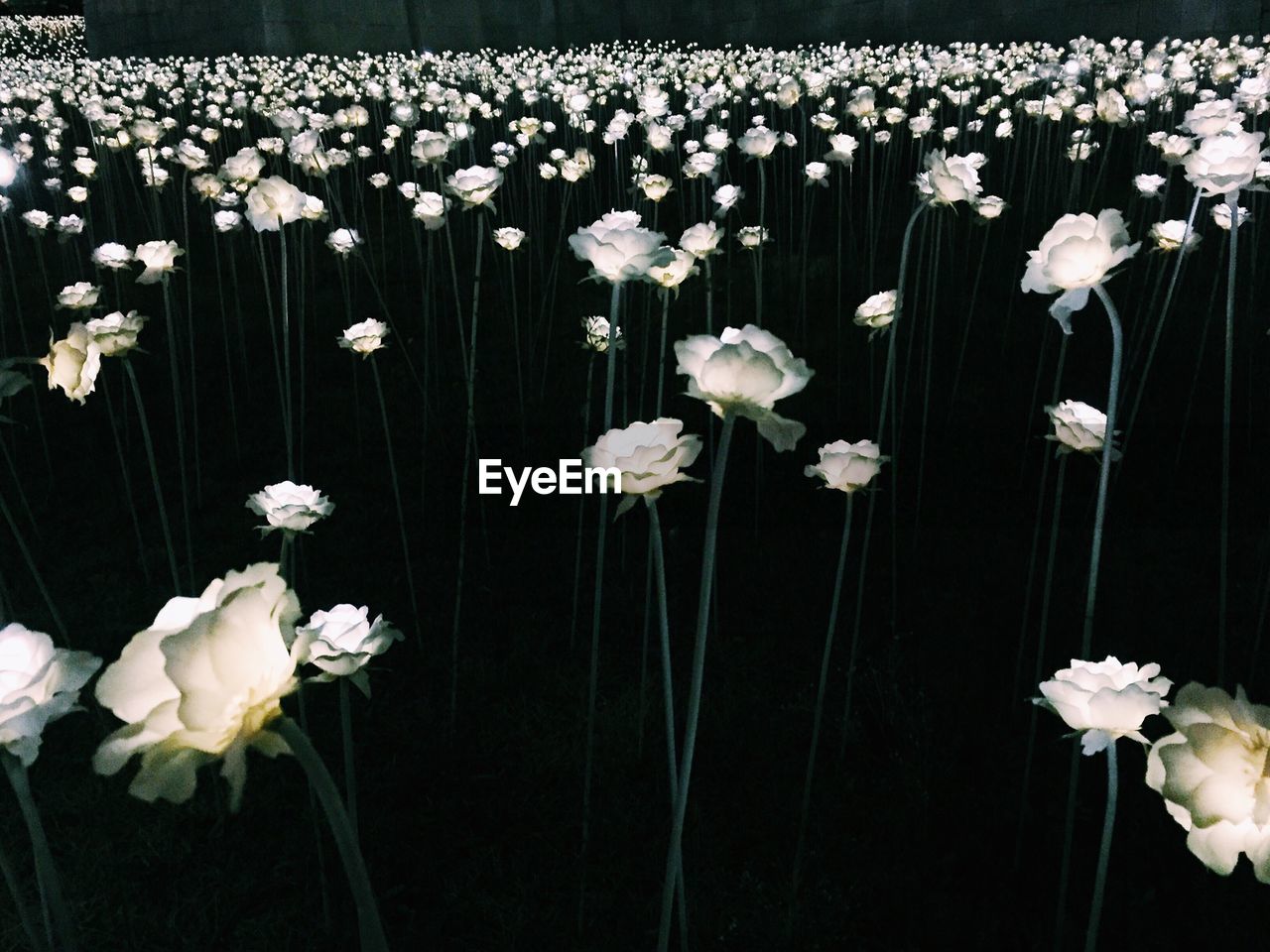 White flowers blooming at park