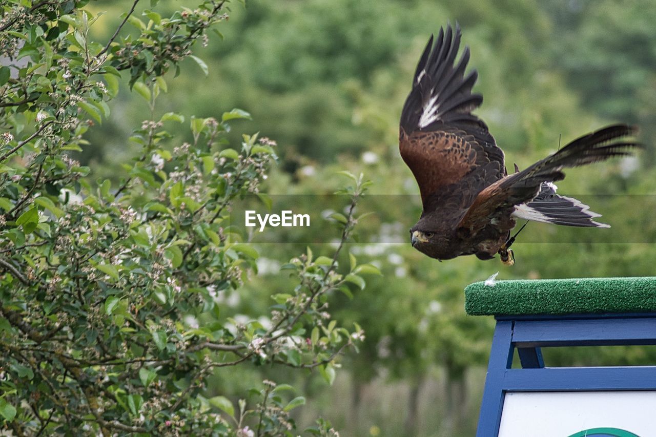 CLOSE-UP OF EAGLE FLYING OVER LEAVES