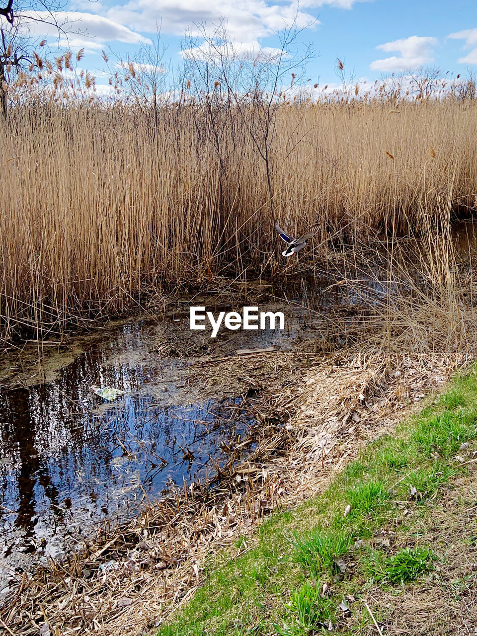 SCENIC VIEW OF GRASS IN LAKE