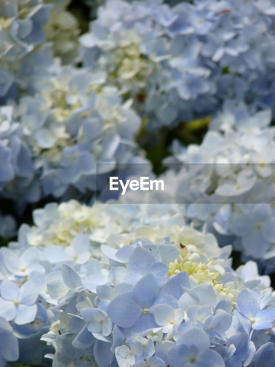 CLOSE-UP OF FRESH WHITE HYDRANGEA