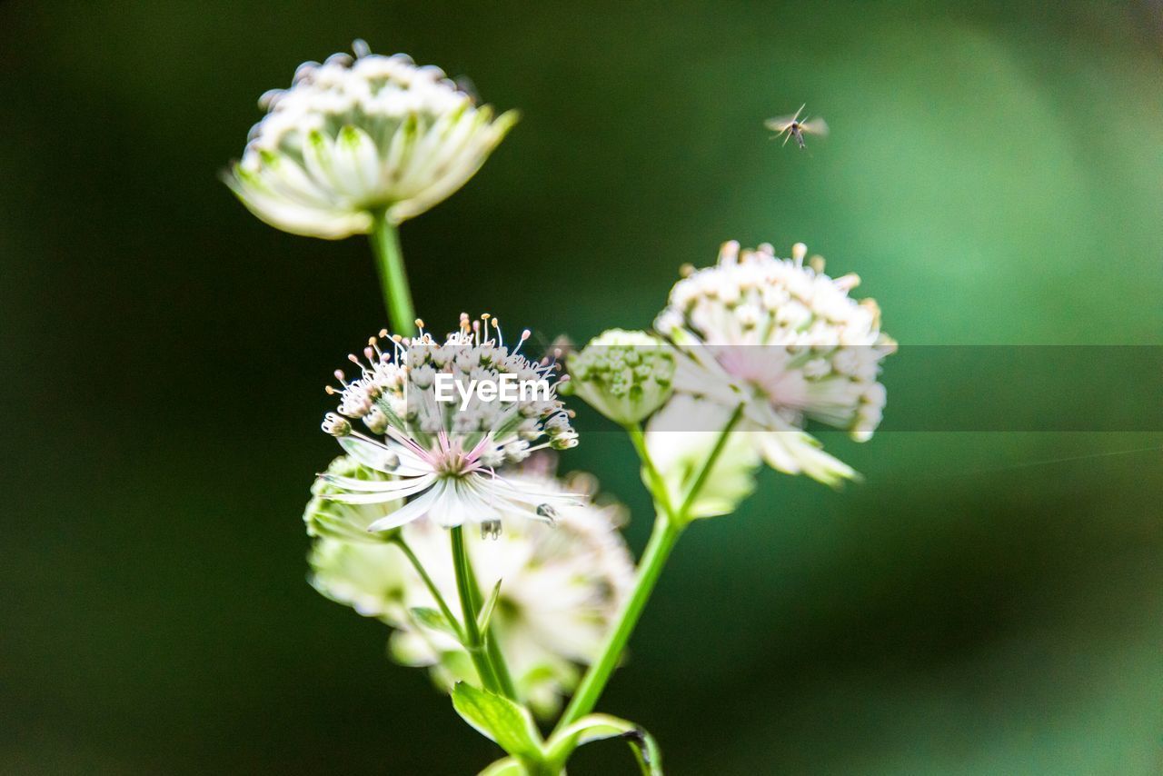 Close-up of white flowers blooming outdoors