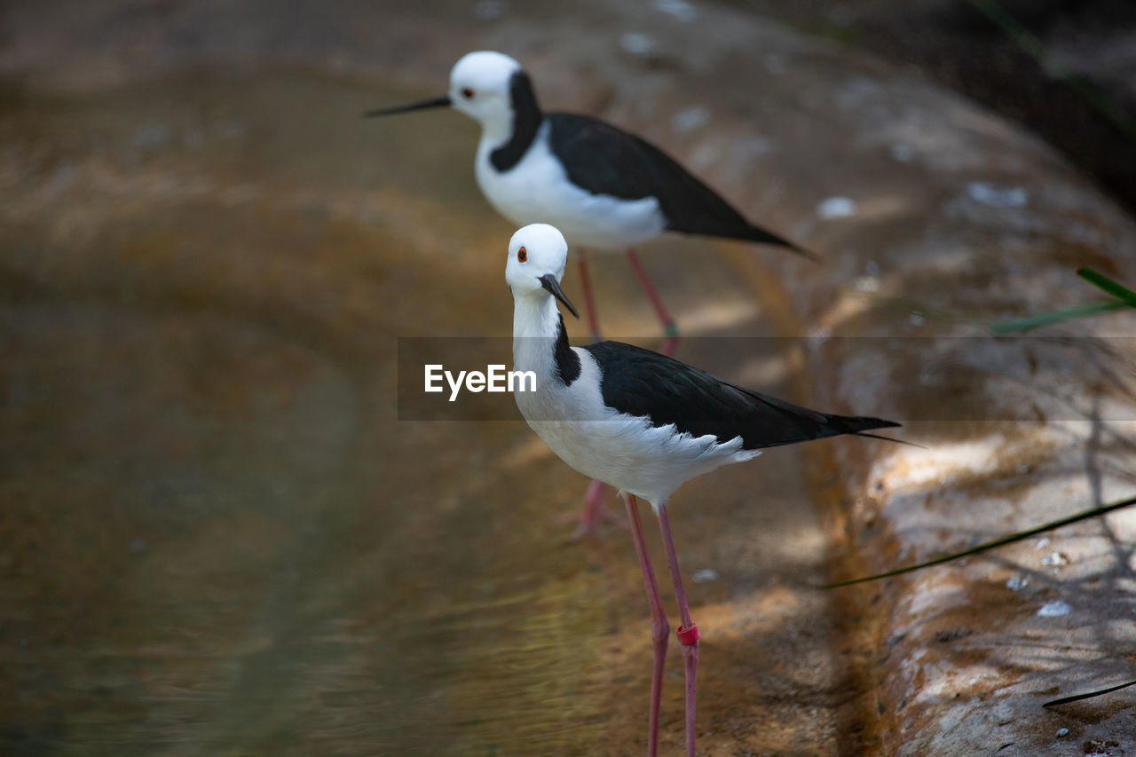 Close-up of bird perching on a lake