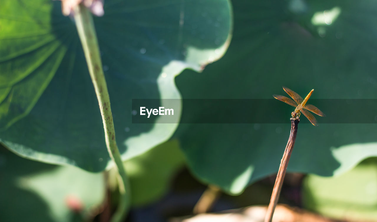 Close-up of grasshopper on plant