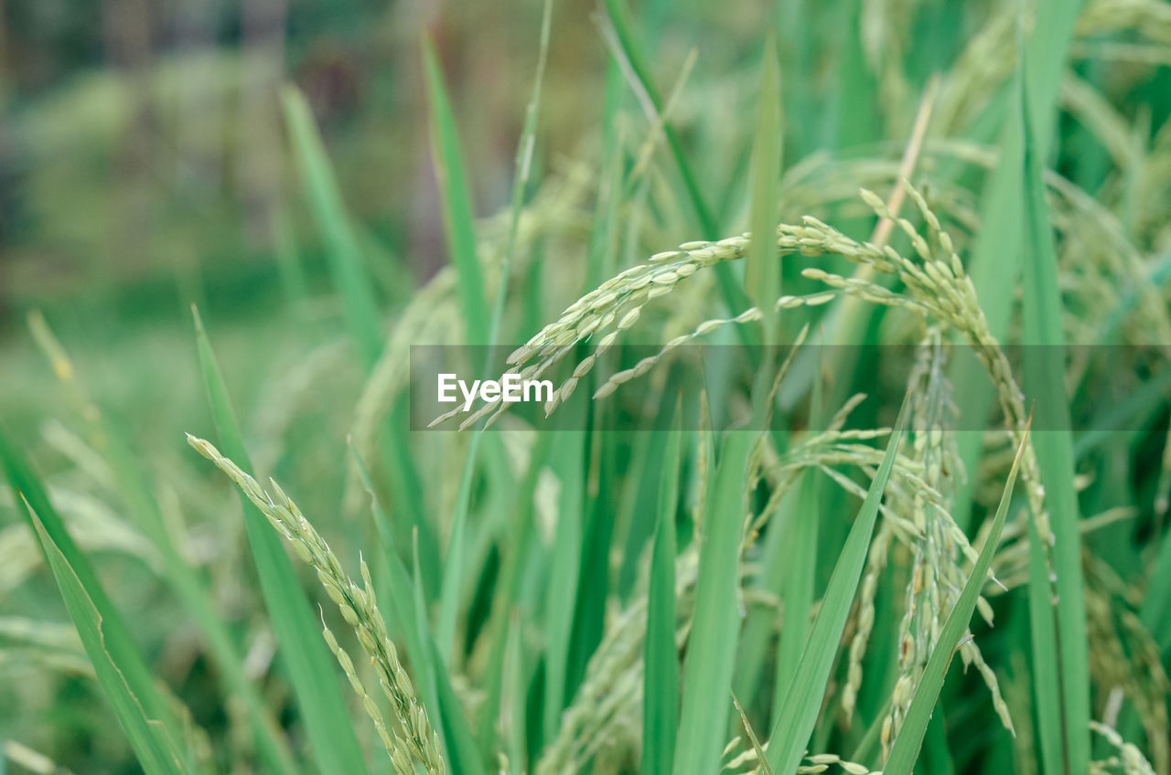 plant, agriculture, crop, cereal plant, field, growth, rural scene, grass, land, landscape, farm, green, nature, food, food and drink, close-up, prairie, wheat, no people, barley, focus on foreground, beauty in nature, environment, grassland, outdoors, day, selective focus, plant stem, freshness, rye, hordeum, meadow, triticale, backgrounds