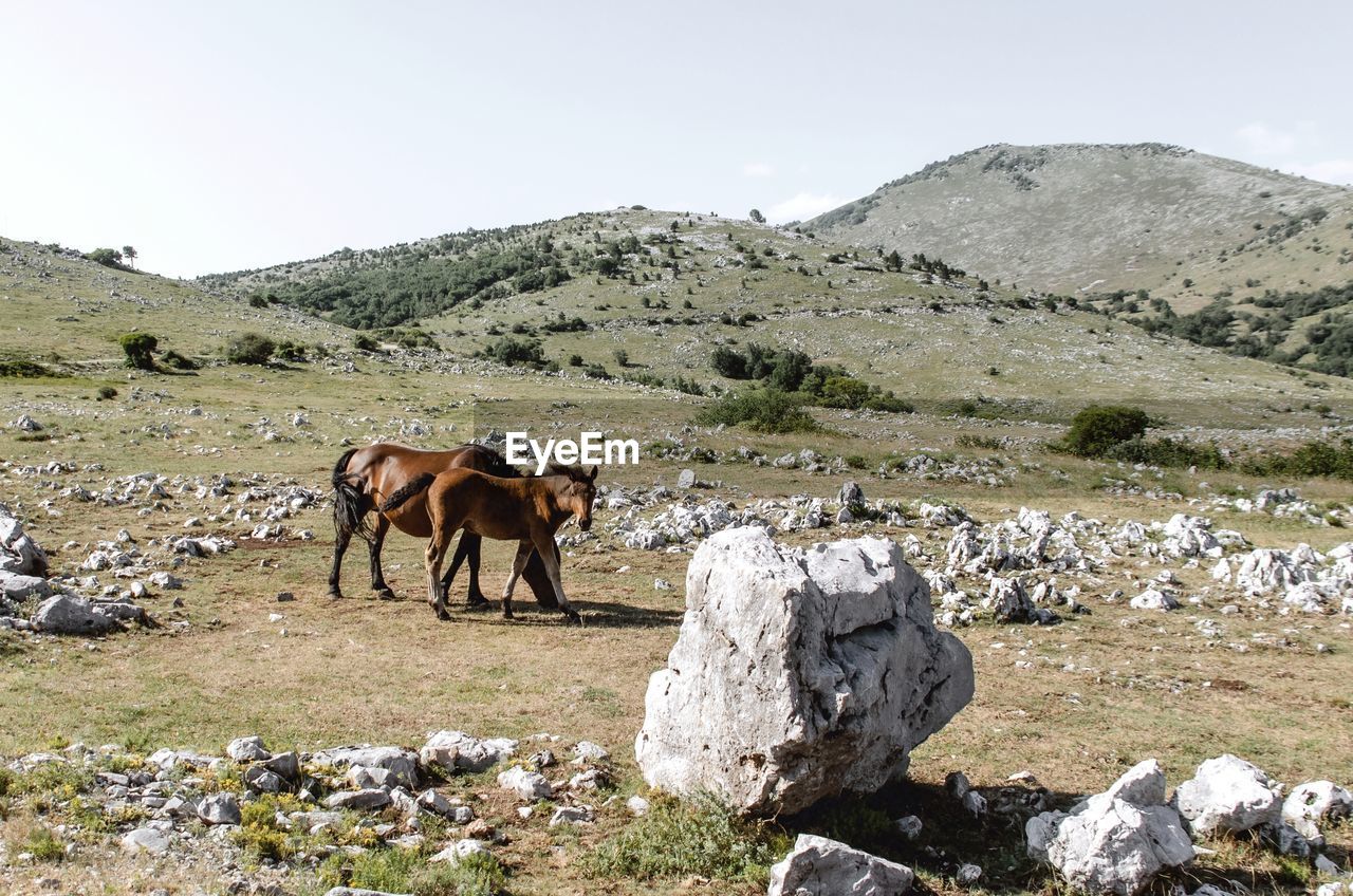 Horses on a field