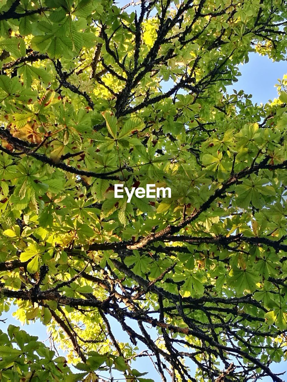 LOW ANGLE VIEW OF TREES