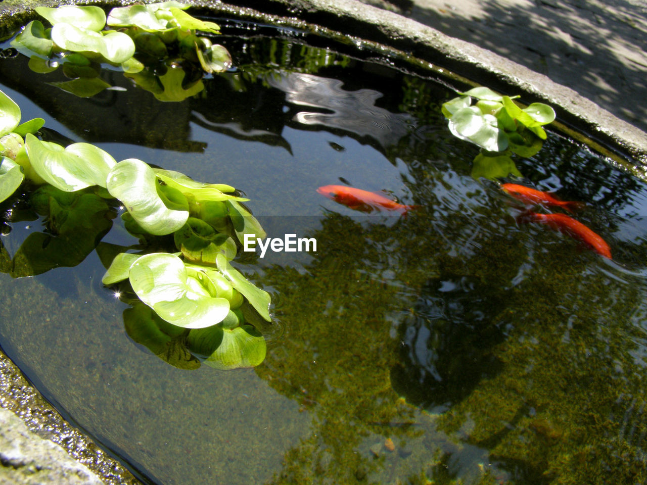 HIGH ANGLE VIEW OF POND IN WATER