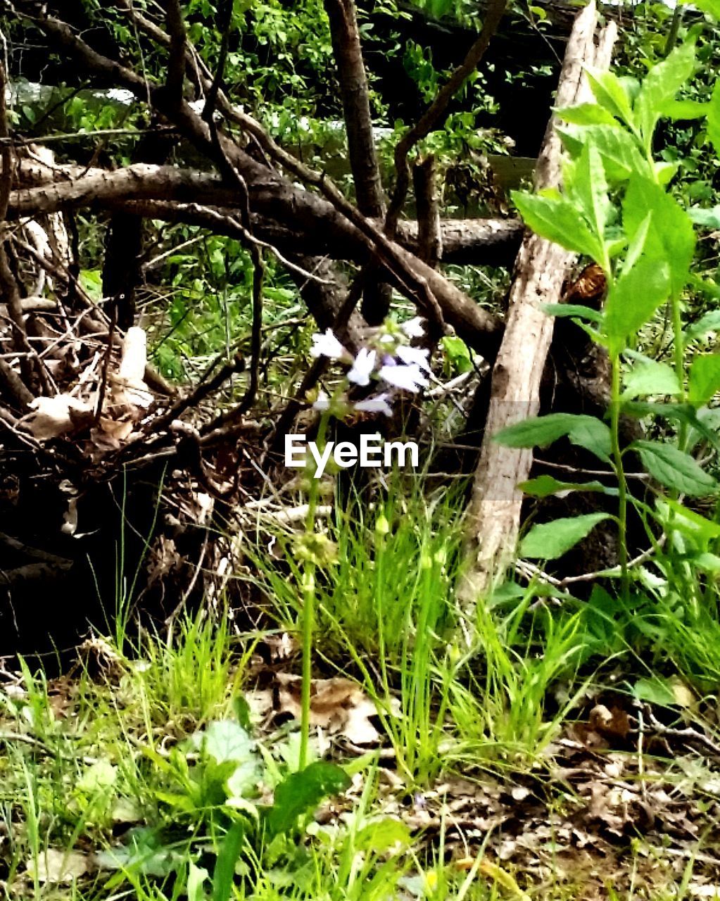 VIEW OF A TREE