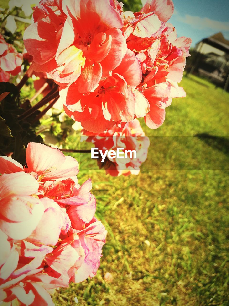 CLOSE-UP OF PINK FLOWERS