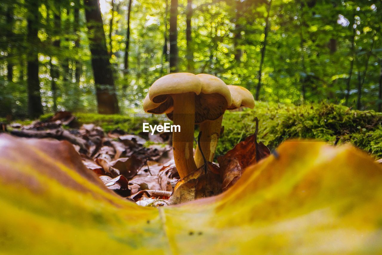 CLOSE-UP OF MUSHROOM GROWING ON ROCK