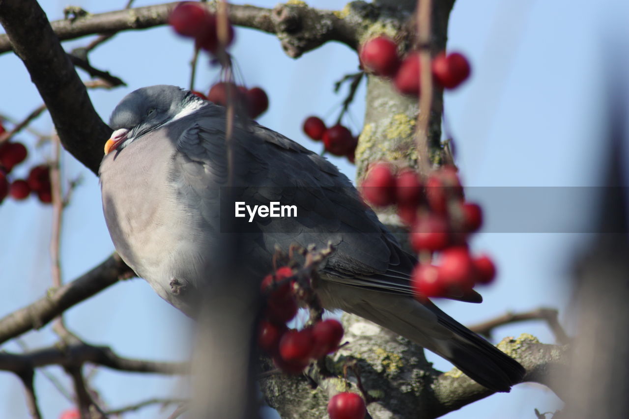 CLOSE-UP OF BIRDS PERCHING ON TREE