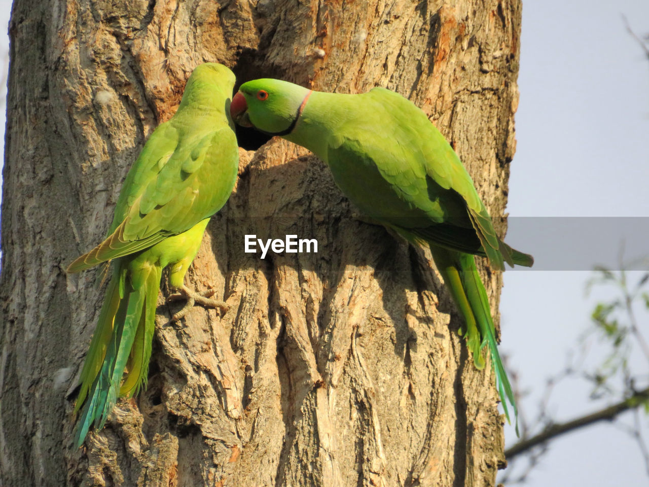 VIEW OF PARROT PERCHING ON TREE