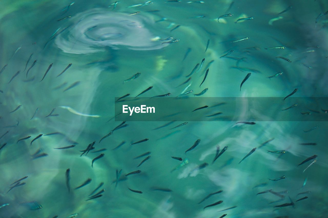 CLOSE-UP OF FISHES SWIMMING IN WATER