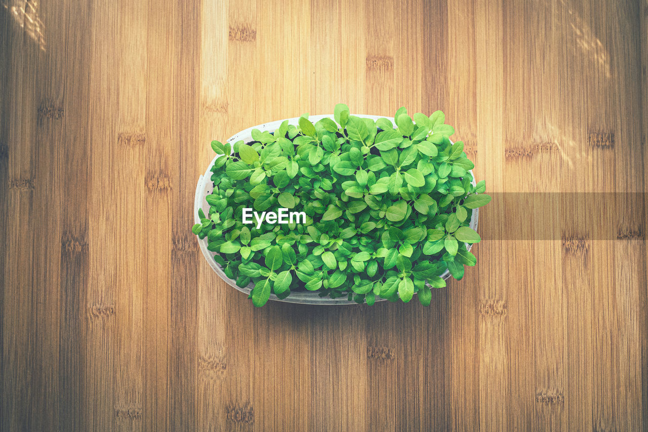 HIGH ANGLE VIEW OF GREEN PLANT ON TABLE