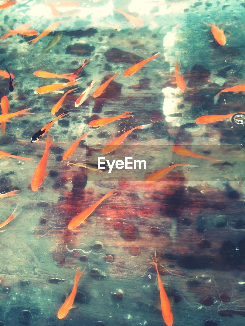 CLOSE-UP OF KOI CARPS IN WATER