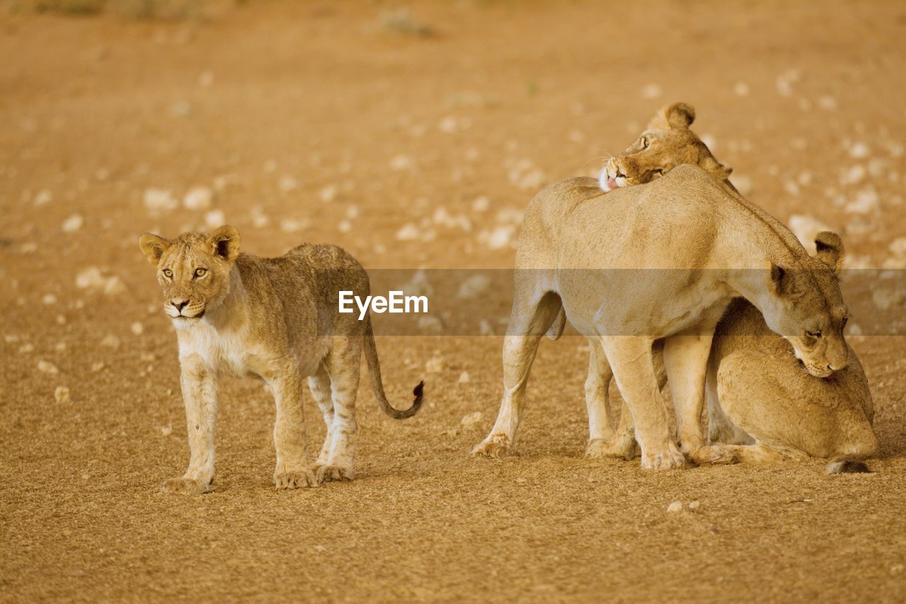 View of three lions